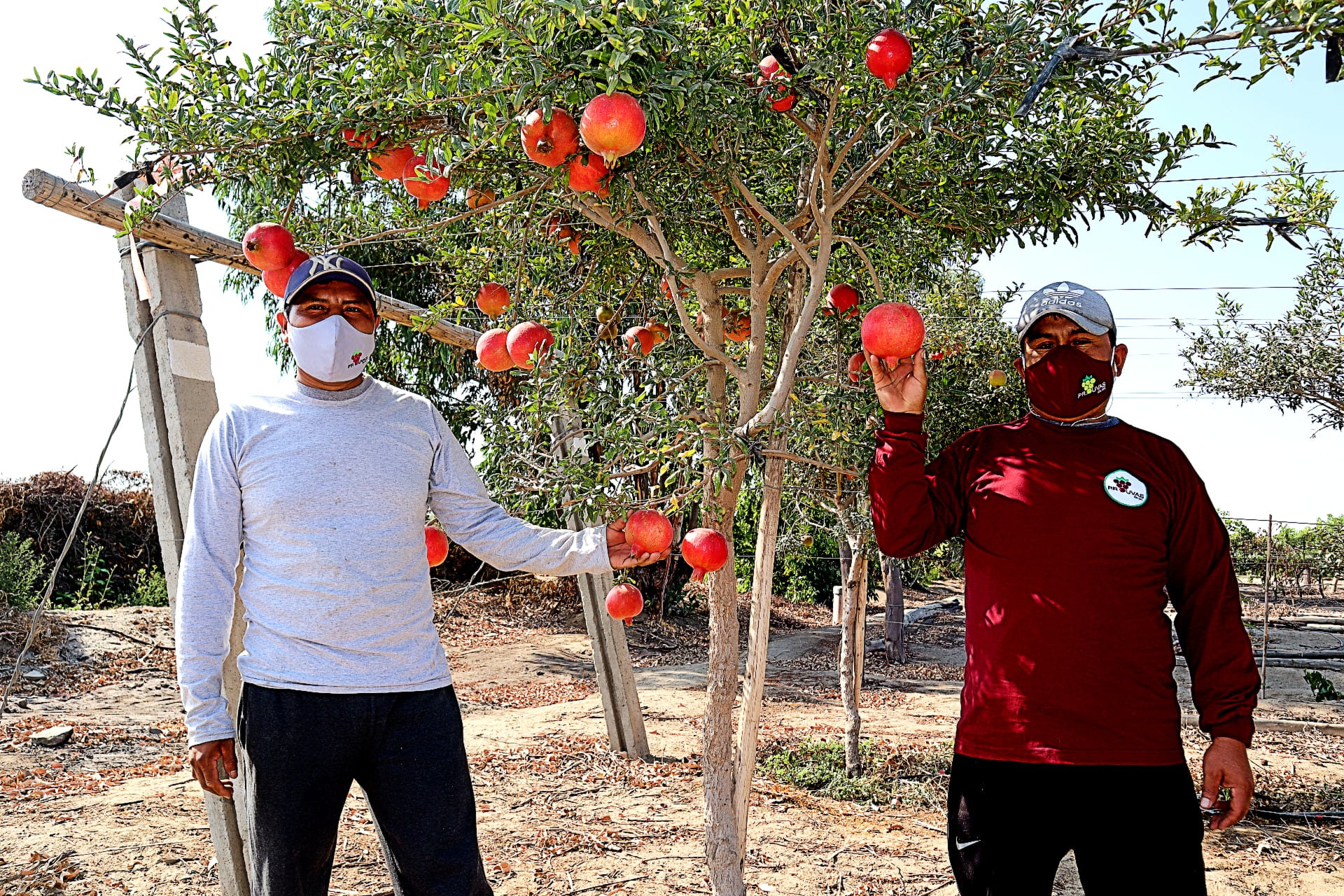Ante creciente volumen de granadas, productores buscarán diversificar sus mercados.