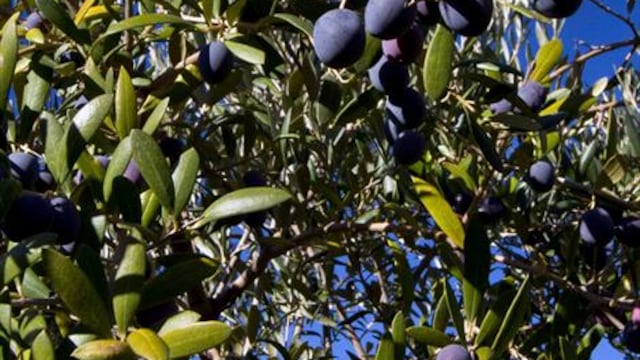 Midagri anunció plan financiero para resolver problemática de producción de olivo