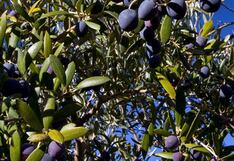 Midagri anunció plan financiero para resolver problemática de producción de olivo