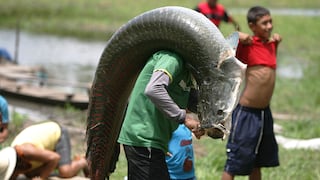 En la Amazonía, un pez gigante ayuda a salvar la selva