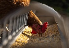Gigante de alimentos Italcol avanza con más líneas de producción en Perú ¿qué falta?