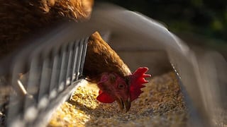 Gigante de alimentos Italcol avanza con más líneas de producción en Perú ¿qué falta?