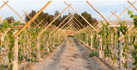 La empresa cultiva sus propias uvas pisqueras en el valle de Pisco. (Foto: ADEX)