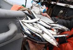 Sostenibilidad: felicitan al Perú en EE. UU. por gestión pesquera de anchoveta