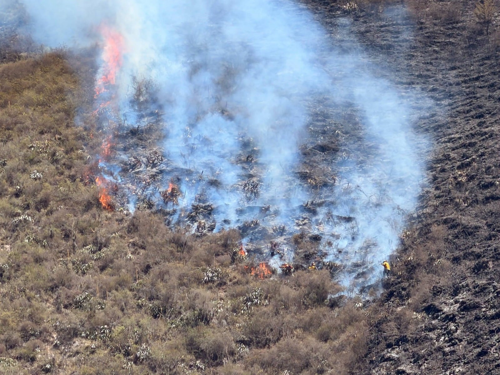 Autoridades atienden 13 incendios forestales en siete regiones del país, ¿en dónde?