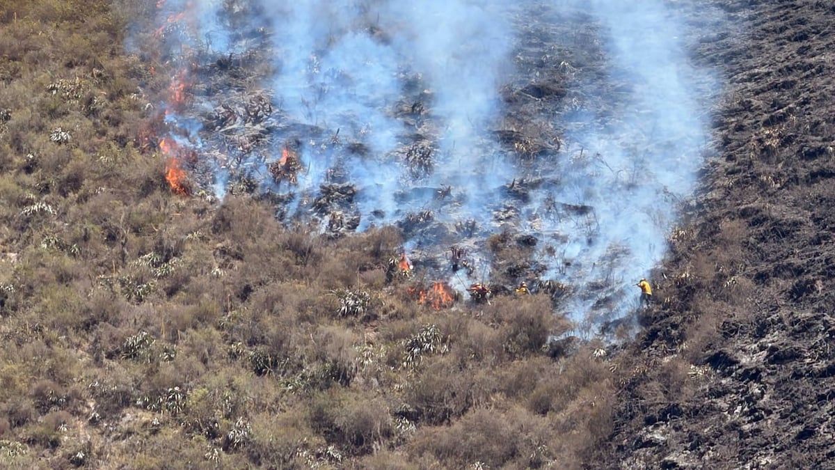 Autoridades atienden 13 incendios forestales en siete regiones del país, ¿en dónde?