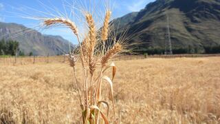 Canadá es el principal proveedor de trigo de Perú, Rusia muy poco