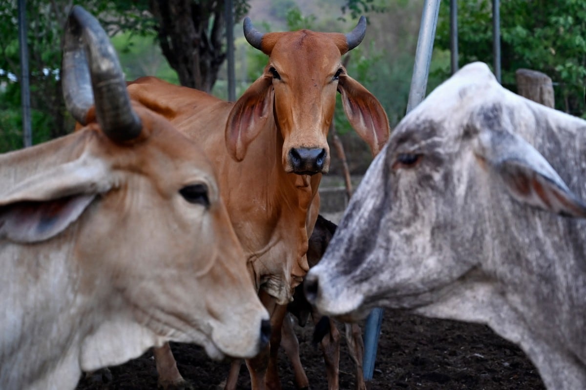 Se observan vacas en la aldea de Los Piches, en San Lorenzo (departamento de Valle, Honduras), el 4 de septiembre de 2026. (Foto de Orlando SIERRA / AFP)