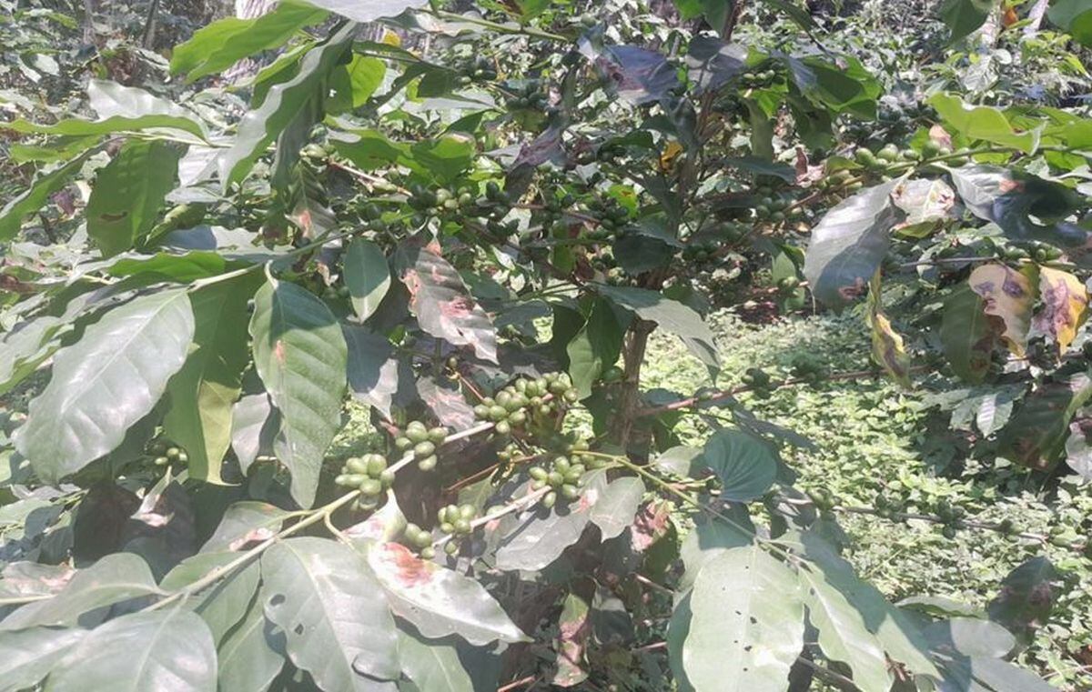 Expertos en agrometeorología han reportado varios daños en las plantaciones, incluyendo la marchitez de hojas en cultivos transitorios y permanentes, caída prematura de flores en café y cacao, y un pobre desarrollo vegetativo en diversas zonas, particularmente en áreas de baja altitud. (Foto: MINAM)