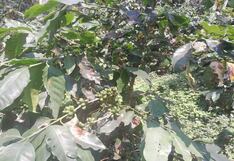 La sequía amenaza cultivos en la Amazonía peruana, advierte Senamhi