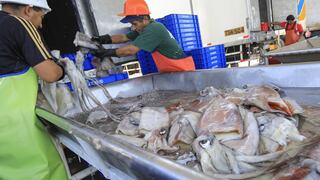 Exportaciones de calamar gigante peruano llegarían a US$ 500 millones este año