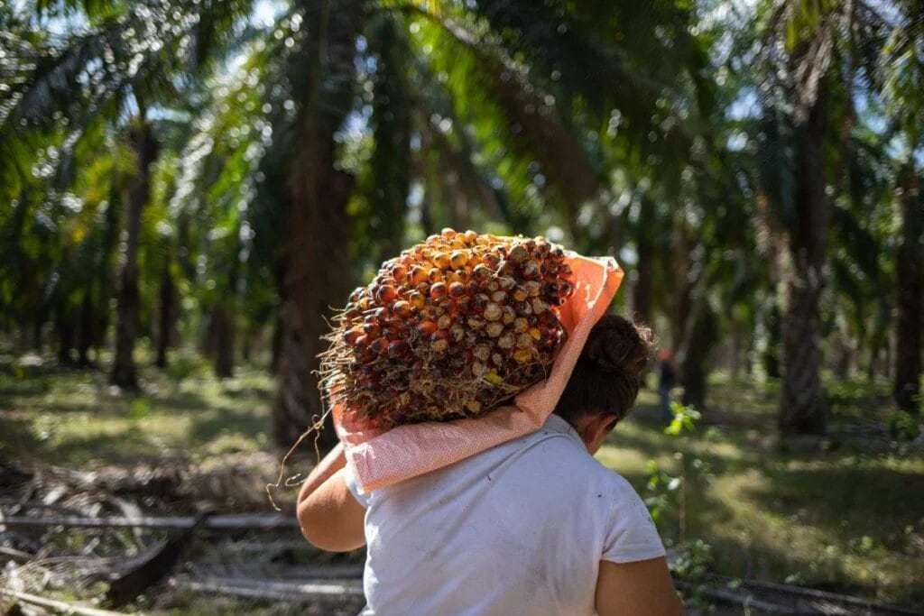 La producción de palma aceitera creció 16.7% en el primer semestre del año, según datos del Midagri. Foto: Andina.