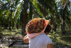 El avance de Palmagro con la palma aceitera: el proyecto y próximos pasos en Ucayali