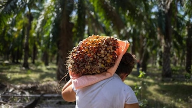 El avance de Palmagro con la palma aceitera: el proyecto y próximos pasos en Ucayali