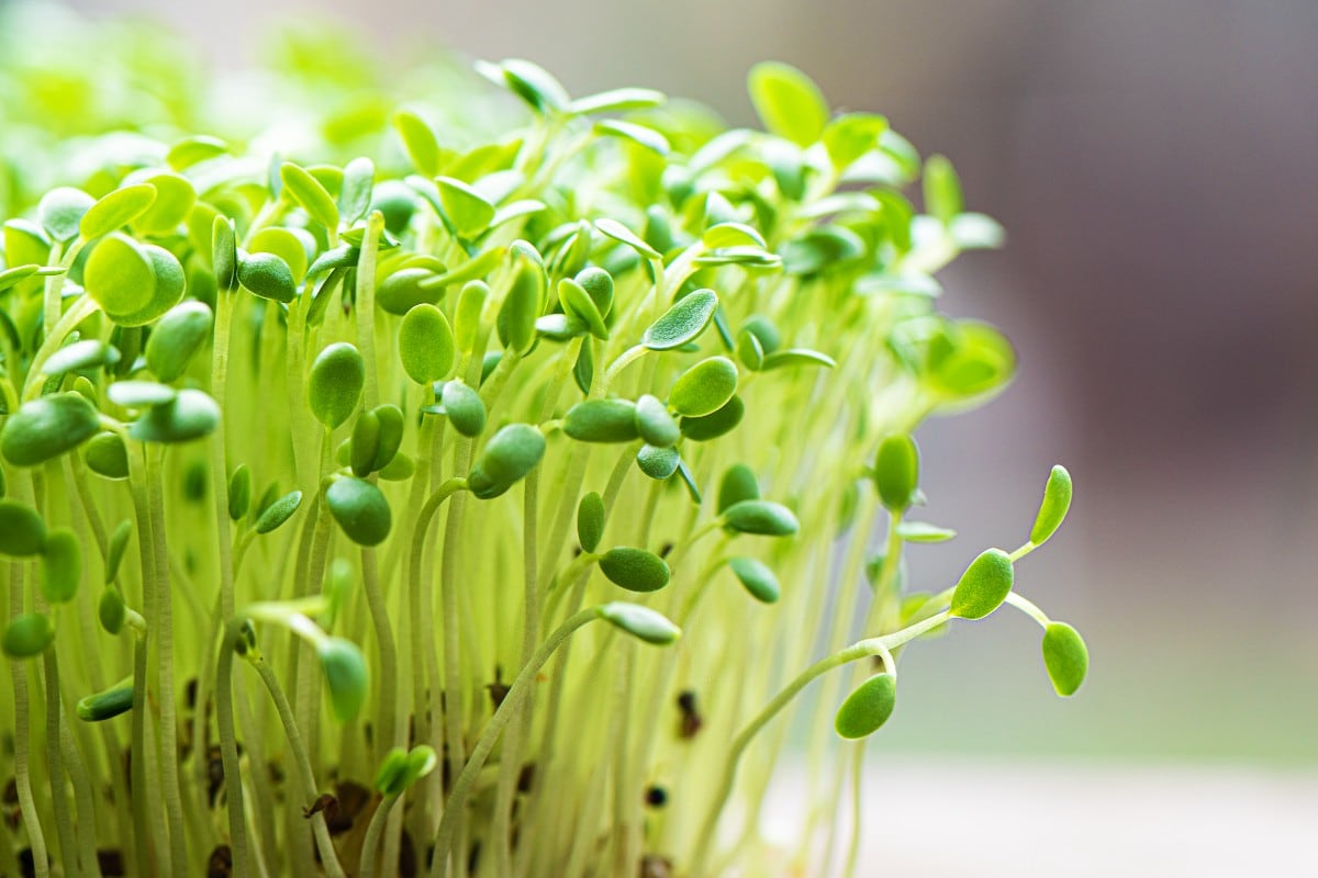 La FDA y los CDC investigan un brote de E. coli y Salmonella asociado a brotes de alfalfa distribuidos por Everything Sprouts. (Foto referencial: Magnific)