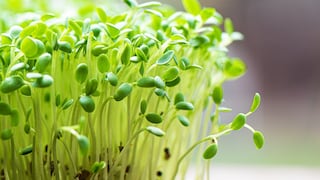 Alerta de la FDA: piden no consumir estas marcas de brotes de alfalfa en EE. UU. por brote de E. coli y Salmonella