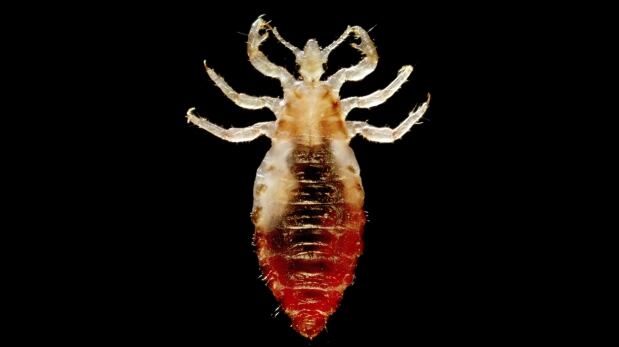 El experimento mostró cómo la bacteria ‘Yersinia pestis’ puede infectar un par de glándulas salivales que se encuentran en los piojos del cuerpo, (Foto: archivo)