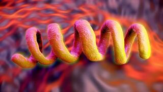 Bacteria de la sífilis existía hace 2000 años en Brasil, siglos antes de zarpar Colón