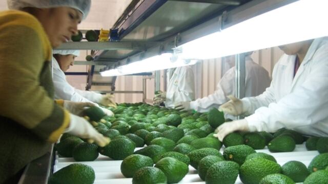 Avocados from Peru cierra exitosa temporada de exportación de paltas este año