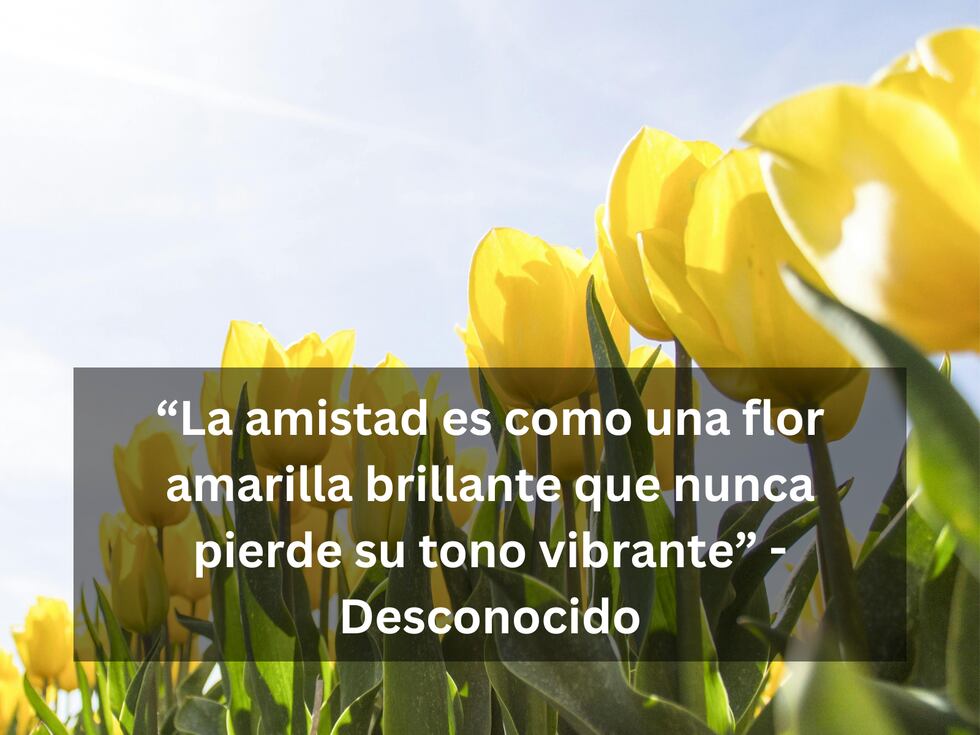 “La amistad es como una flor amarilla brillante que nunca pierde su tono vibrante” - Desconocido | Foto de Pixabay / Composición Mix