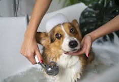 Peruanos destinan hasta S/ 500 mensuales al cuidado de sus mascotas: ¿Cuáles son los gastos?