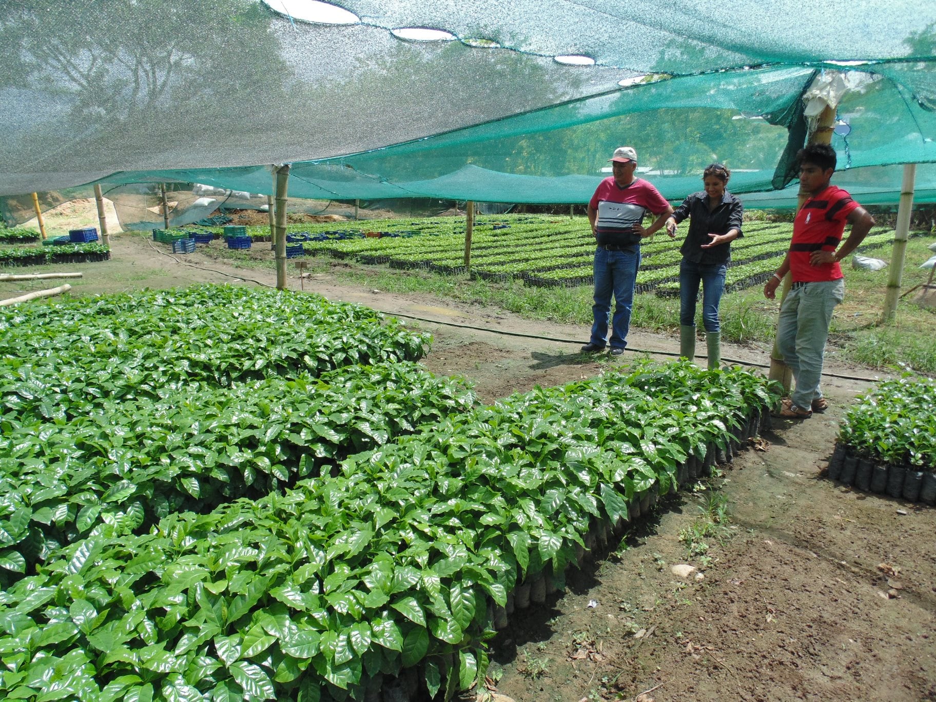 Existen 16 regiones del Perú donde se cultiva el café