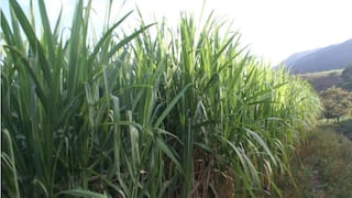 Ponen a disposición de productores nueva variedad de caña de azúcar y línea de cuy con alto valor genético