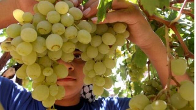 Perú se posiciona como primer exportador mundial de uva del primer trimestre