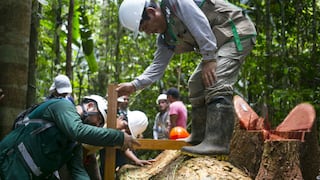 Adex: Trabajo de la mesa forestalpermitirá poner en valor a los bosques peruanos