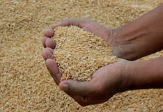 Maíz, trigo y soya sin freno: Perú teme incremento en precio de alimentos