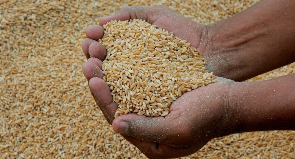 Precios de cereales suben por perturbaciones en Rusia y clima en EE.UU