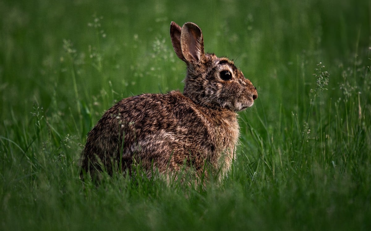 La tularemia es una enfermedad infecciosa que causa síntomas como fiebre, vómitos y dolor abdominal. (Foto referencial: Pixabay)