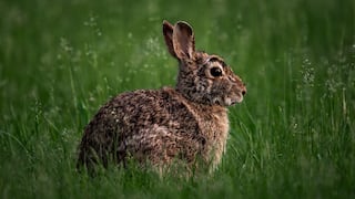 Qué es la "fiebre del conejo", la inusual enfermedad bacteriana que encendió las alarmas en Nueva York