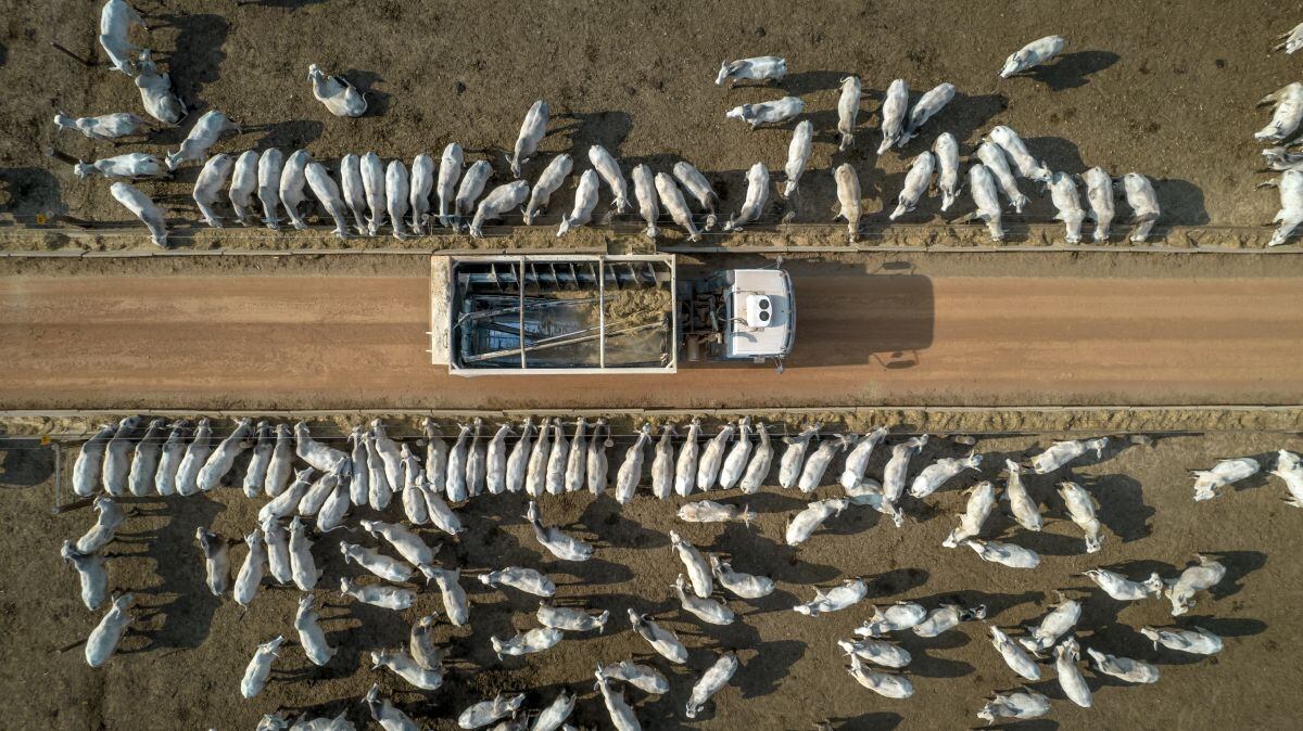 Ganaderos cargan corrales de alimentación para el ganado en una granja en Marabá, estado de Pará, Brasil, el miércoles 6 de octubre de 2021. Fotógrafo: Jonne Roriz/Bloomberg