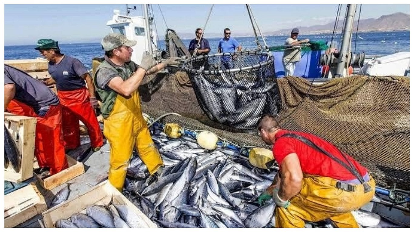 Produce: Establece límite de pesca de jurel y caballa hasta diciembre del 2026