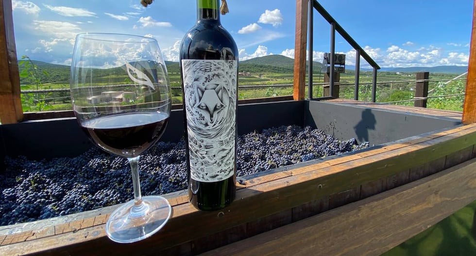 ¿Qué hace únicos a los vinos mexicanos? El secreto que esconde sus viñedos
