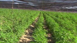 Chile plantará 7,000 semillas de marihuana para uso médico