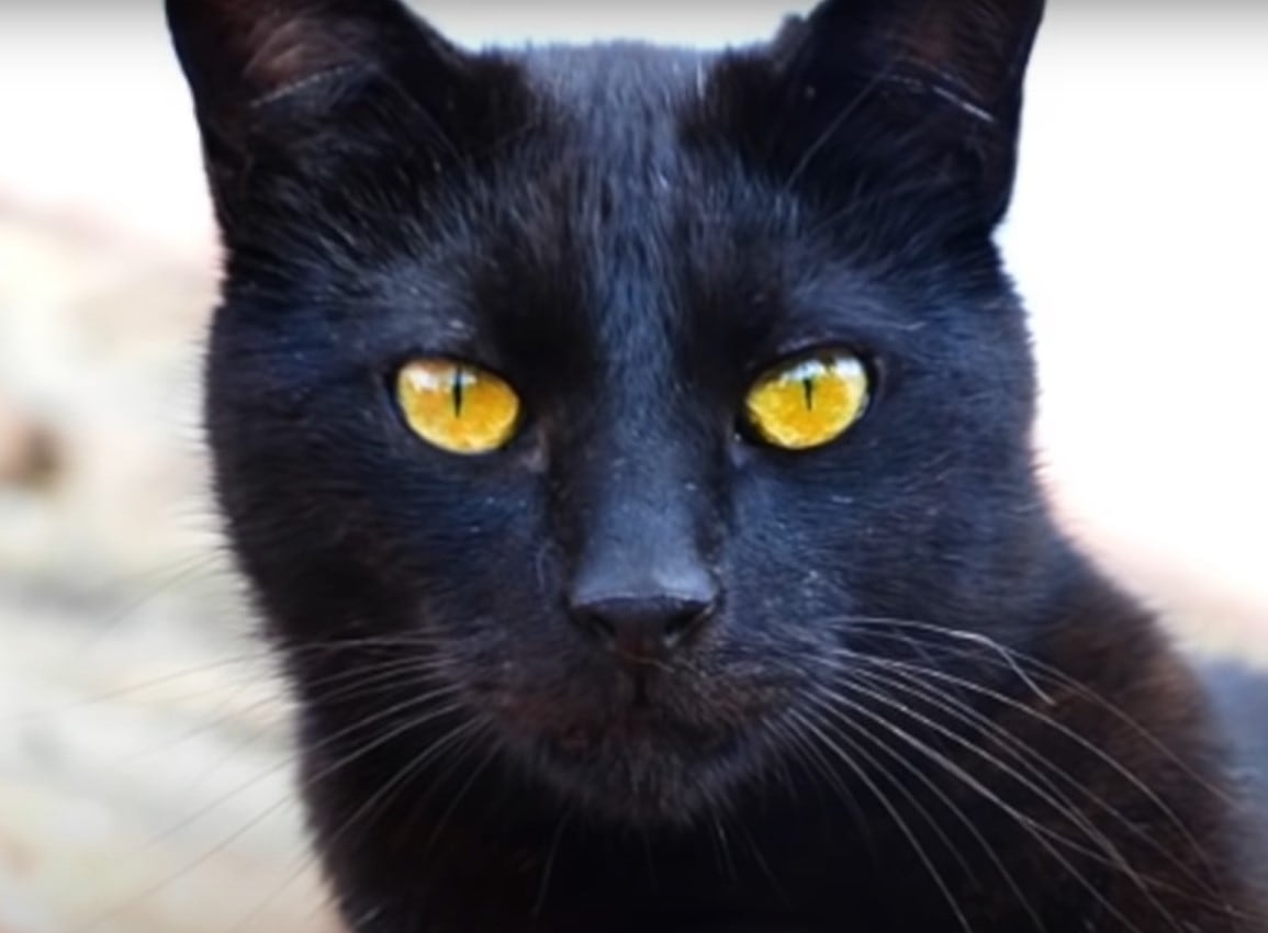 Los gatos negros tienen un día donde se les celebra y festeja para crear conciencia en la sociedad (Foto: SiamCatChannel/YouTube)