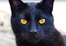 Día del gato negro: el motivo principal de esta celebración todos los 27 de octubre