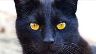 Día del gato negro: el motivo principal de esta celebración todos los 27 de octubre