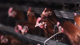 Gripe aviar: Senasa declara emergencia sanitaria nacional, ¿es peligroso el consumo de pollo?