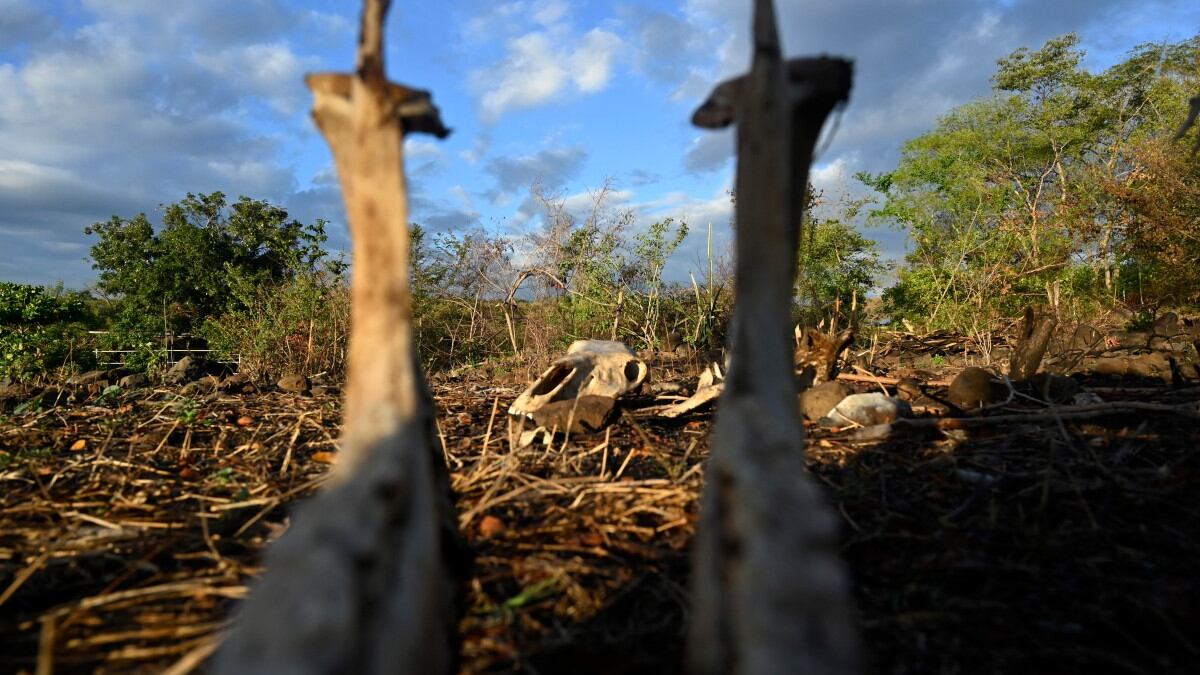Maíz seco, vacas raquíticas: la sequía de El Niño arrasa Centroamérica
