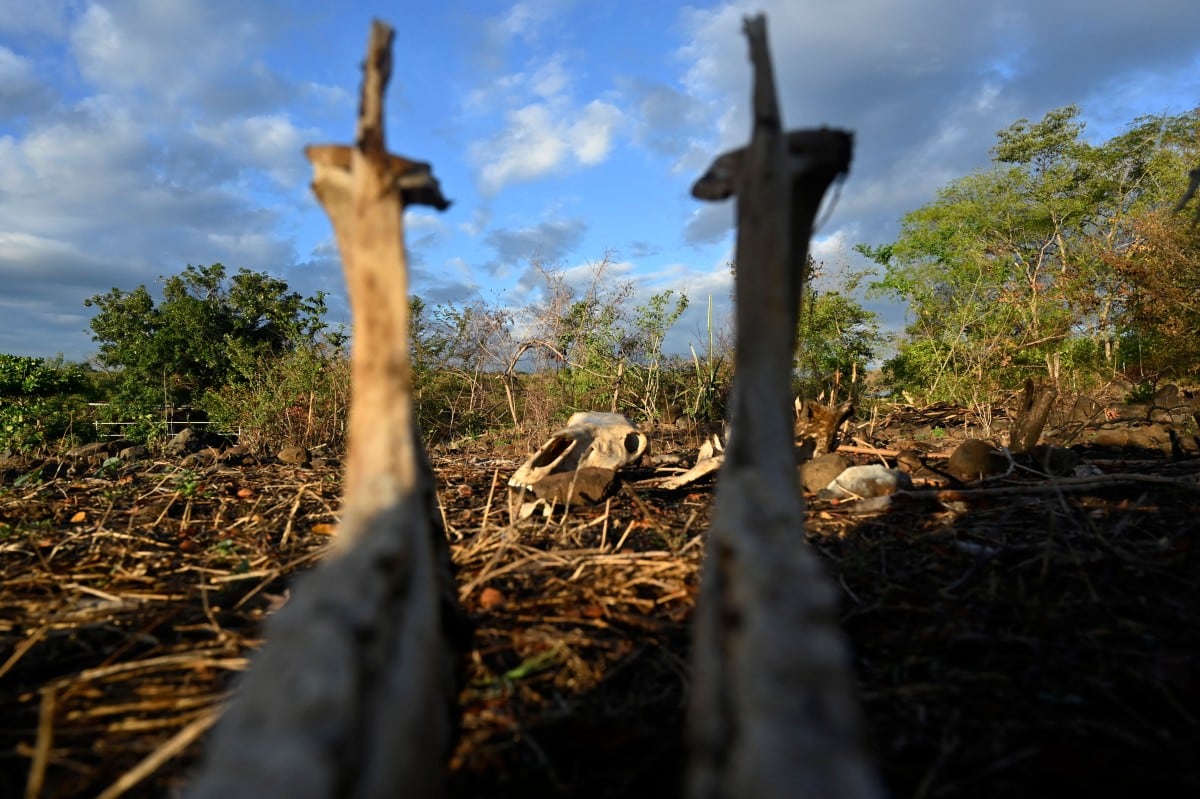 Restos óseos de una vaca muerta en la aldea de Los Piches, en San Lorenzo (departamento de Valle, Honduras), el 4 de septiembre de 2026. (Foto de Orlando SIERRA / AFP)