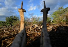Maíz seco, vacas raquíticas: la sequía de El Niño arrasa Centroamérica