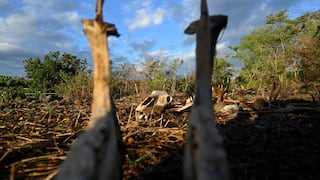 Maíz seco, vacas raquíticas: la sequía de El Niño arrasa Centroamérica