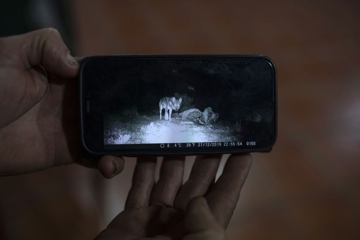 Los terneros de Berguio han sufrido decenas de ataques de lobos a lo largo de los años, y ha conseguido grabar algunos utilizando cámaras trampa.