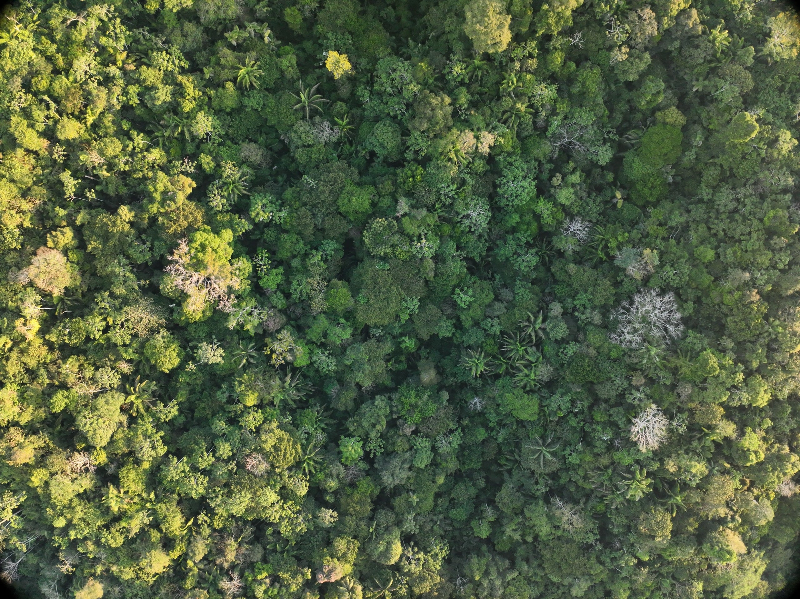 ¿Cuáles son las buenas prácticas sostenibles en favor de los bosques? (Foto: Osinfor)