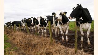 Midagri convoca a industria láctea para “mejorar precio” de la leche de ganaderos