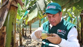 Piura: ¿qué medidas mantienen el control de plaga que afecta cultivo de plátano?