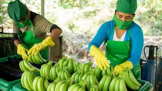 Costo de producción del banano sube 91% y su exportación a agosto cae en 16%